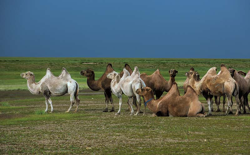 camel riding mongolia 